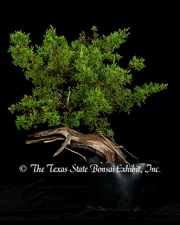 Ash Juniper (2015-06-21)