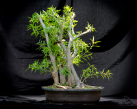 #93E Narrow Leaf Ficus