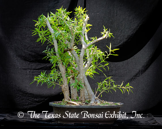 #93E Narrow Leaf Ficus