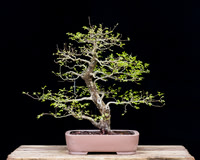 #41 Cedar Elm