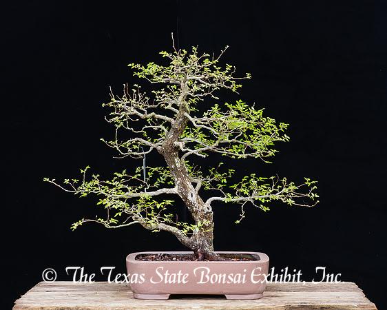 #41 Cedar Elm, 03-12-2017