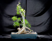 #99E Narrow Leaf Ficus