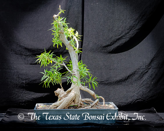 #99E Narrow Leaf Ficus