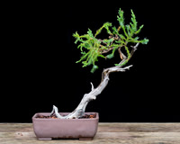 #113 Needle juniper