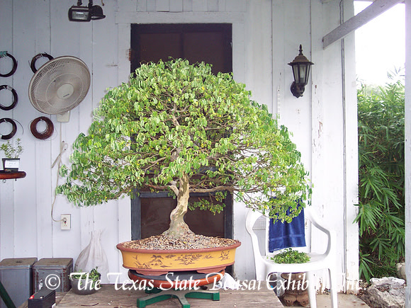 TTSBE Chloroleucon Tortum 1 (2009 ) Raintree as Stephen purchased