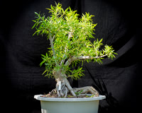 #84E Narrow Leaf Ficus
