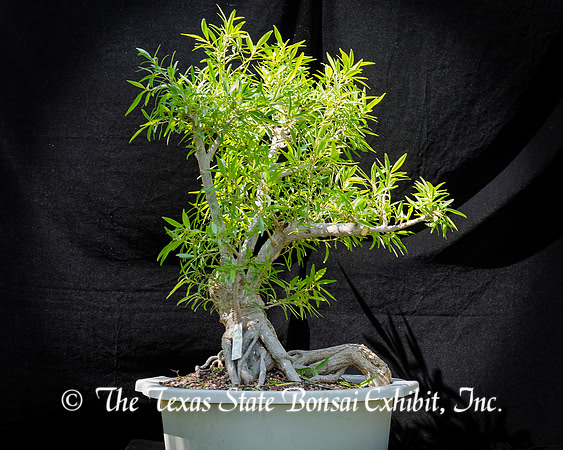 #84E Narrow Leaf Ficus