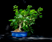 #121E Bougainvillea