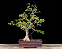 #6 Acer buergerianum
