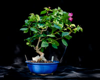 #122E Bougainvillea_DoublePinkPixie