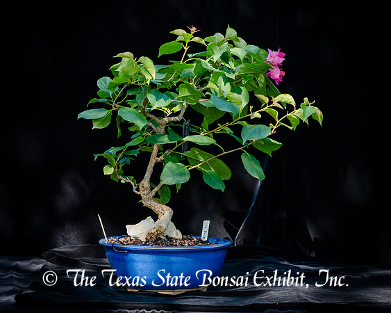 #122E Bougainvillea_DoublePinkPixie