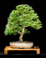 #69 Chloroleucon tortum (Brazilian Rain Tree)