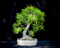 #128E Narrow Leaf Ficus
