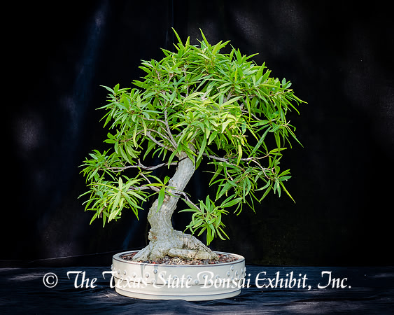#128E Narrow Leaf Ficus