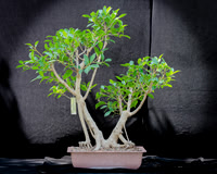 #92E Tiger Bark Ficus