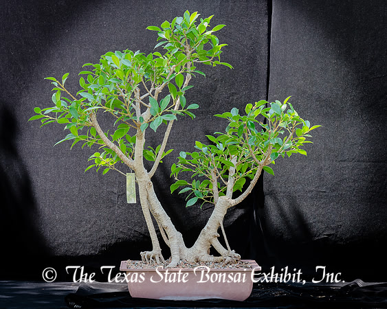#92E Tiger Bark Ficus