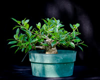 #68E Ficus