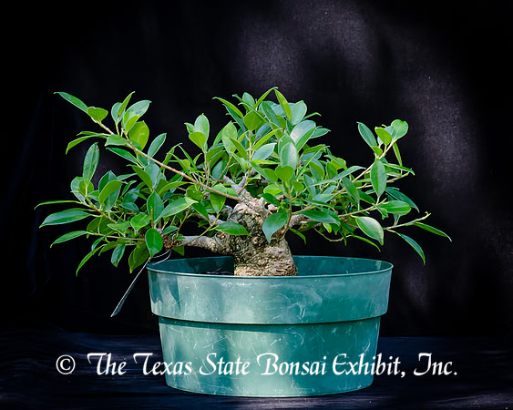 #68E Ficus