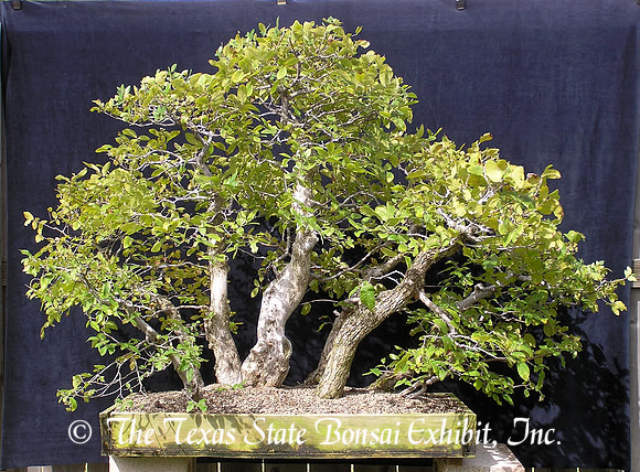 Ulmus crassifolia (Cedar Elm) 11, Sept 24, 2006