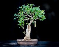 #75E Ficus Microcarpa
