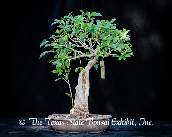 #75E Ficus Microcarpa