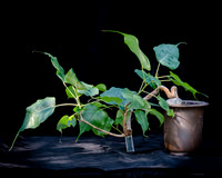 #74E Ficus Reliniosa