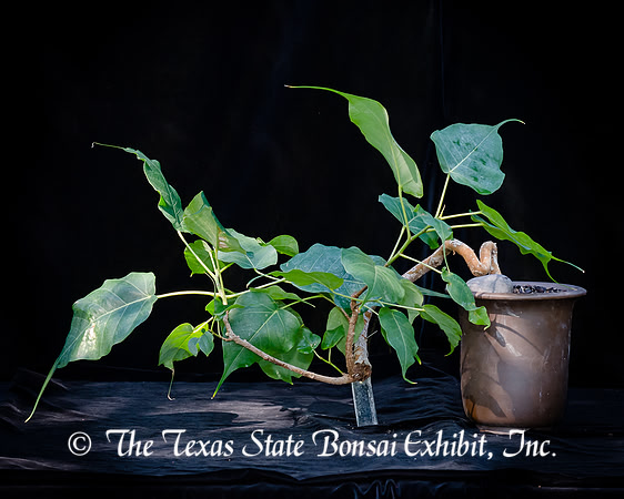 #74E Ficus Reliniosa