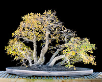 #42 Ulmus crassifolia (Cedar Elm)