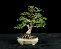 #12 Ulmus parvifolia 'Catlin'