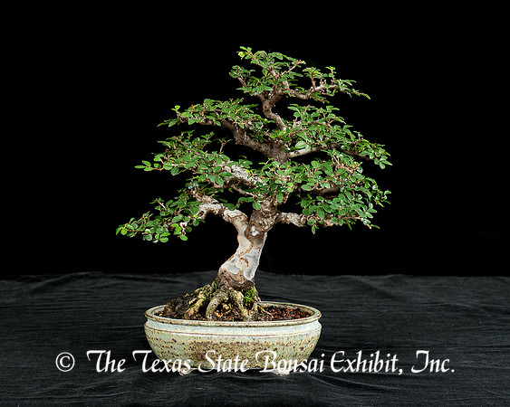 Catlin Elm (2015-06-21)