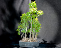 #81E Narrow Leaf Ficus