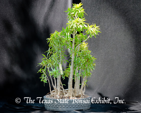 #81E Narrow Leaf Ficus