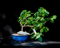 #120E Bougainvillea