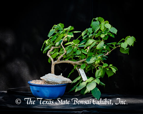 #120E Bougainvillea