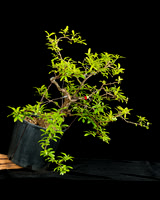 #10 Punica granatum 'Nejikan'
