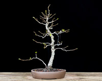 #29 Sweet Gum