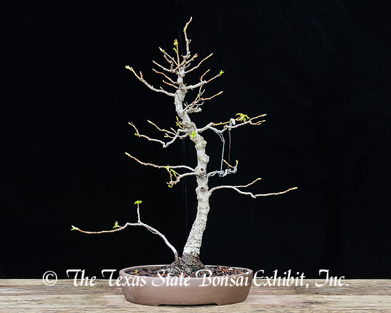 #29 Sweet Gum, 03-12-2017