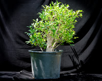 #129E Tiger Bark Ficus