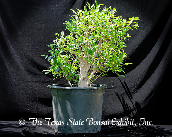 #129E Tiger Bark Ficus