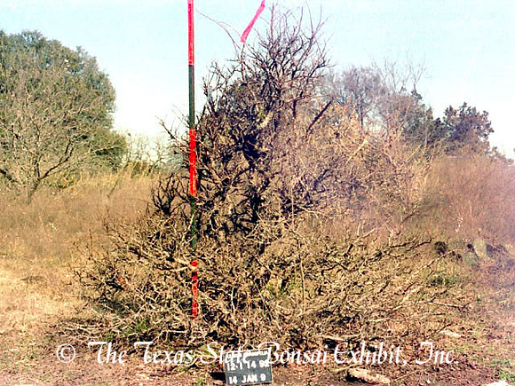 TTSBE Ulmus crassifolia 3 (1992 1-24) a