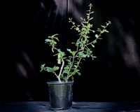 #132E Small Live Oak
