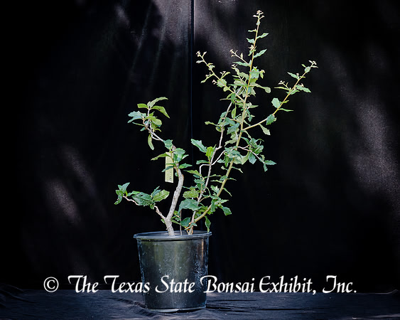 #132E Small Live Oak