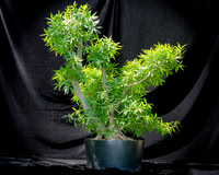 #83E Narrow Leaf Ficus