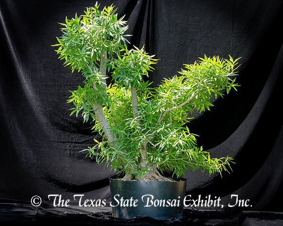 #83E Narrow Leaf Ficus