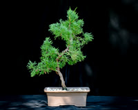 #134E Shimpaku Juniper