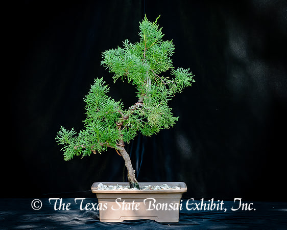 #134E Shimpaku Juniper