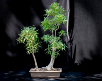 #82E Narrow Leaf Ficus