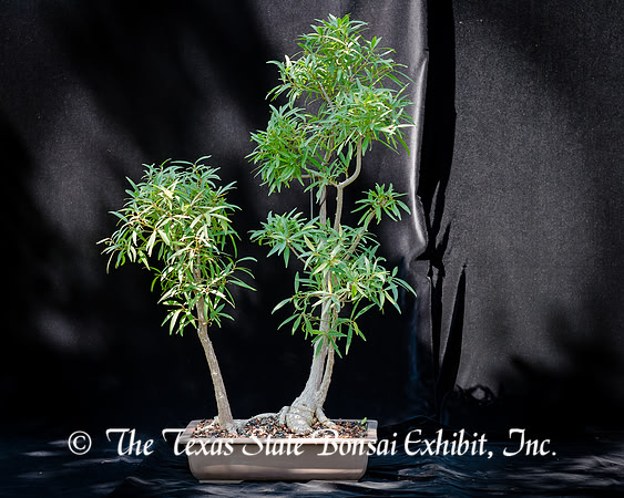 #82E Narrow Leaf Ficus
