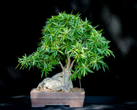 #110E Narrow Leaf Ficus