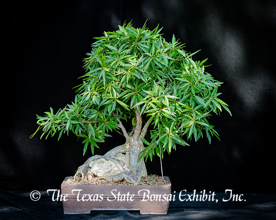 #110E Narrow Leaf Ficus